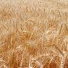 Pšenica beleži rast cene od 2,51 odsto zbog pojačane tražnje na Produktnoj berzi – pojačana tražnja za pšenicom
