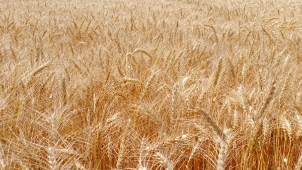 Pšenica beleži rast cene od 2,51 odsto zbog pojačane tražnje na Produktnoj berzi – pojačana tražnja za pšenicom