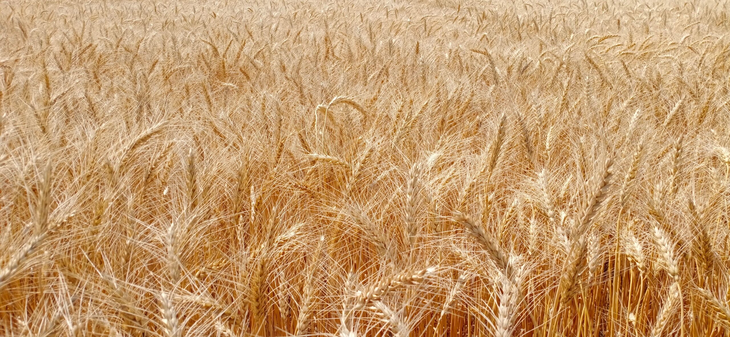 Pšenica beleži rast cene od 2,51 odsto zbog pojačane tražnje na Produktnoj berzi – pojačana tražnja za pšenicom