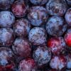 A detailed close-up view of ripe, colorful plums showcasing their vibrant hues and fresh texture.