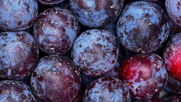 A detailed close-up view of ripe, colorful plums showcasing their vibrant hues and fresh texture.