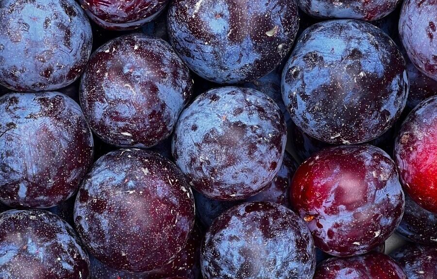A detailed close-up view of ripe, colorful plums showcasing their vibrant hues and fresh texture.