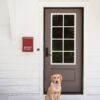 yellow labrador retriever sitting on white wooden floor