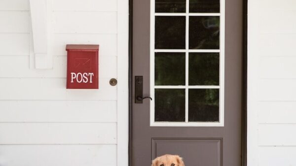 yellow labrador retriever sitting on white wooden floor