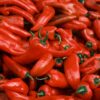 Cena paprike za ajvar pala na 100 dinara, očekuje se pristupačnija zimnica (VIDEO) – pad cene paprike za ajvar