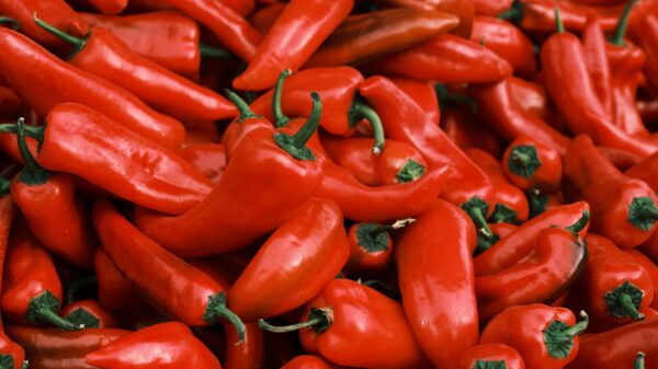 Cena paprike za ajvar pala na 100 dinara, očekuje se pristupačnija zimnica (VIDEO) – pad cene paprike za ajvar