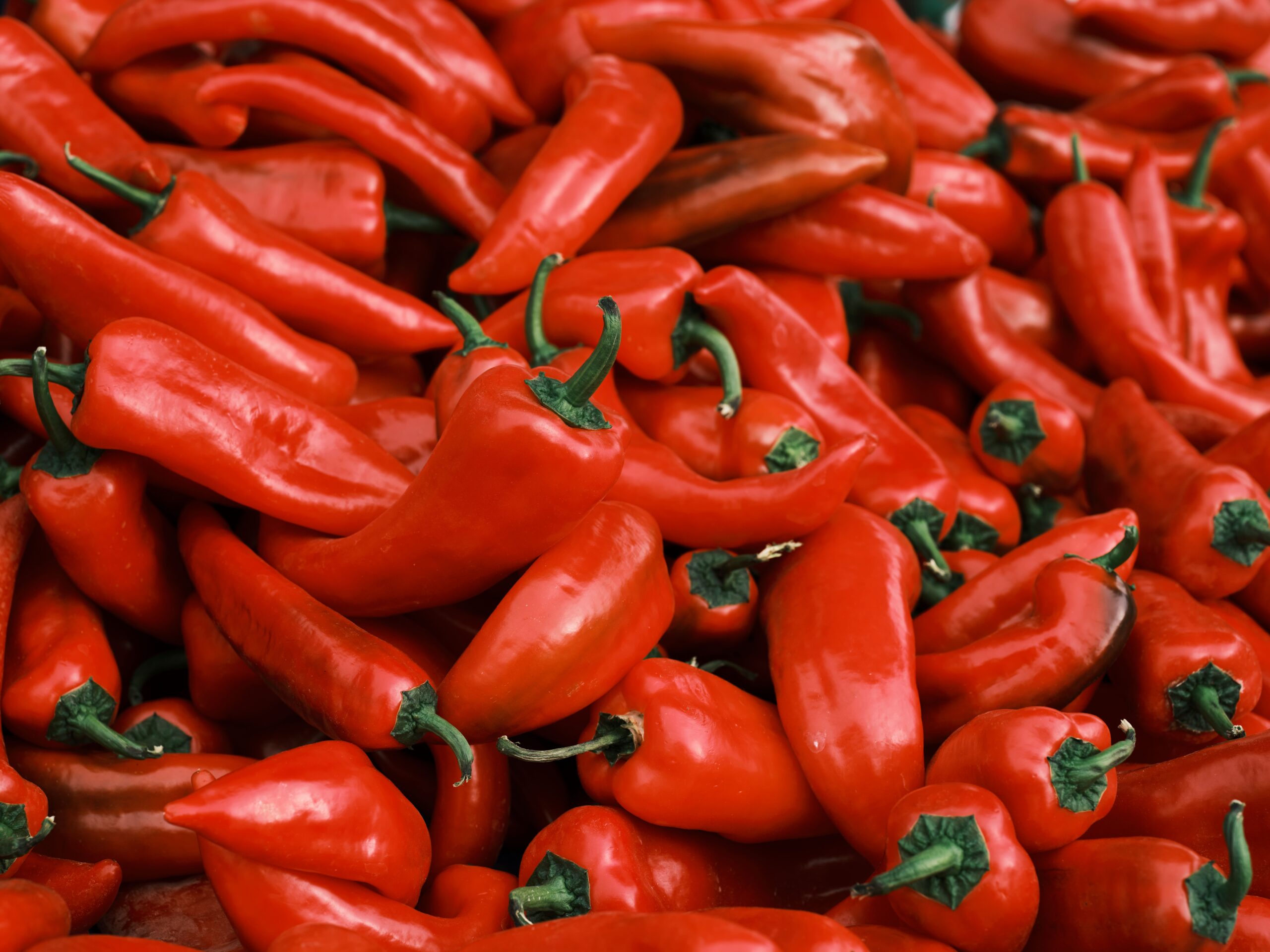 Cena paprike za ajvar pala na 100 dinara, očekuje se pristupačnija zimnica (VIDEO) – pad cene paprike za ajvar