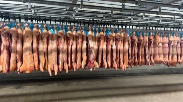 Svinjsko meso poskupelo 15 odsto nakon afričke kuge, cena tovljenika do 230 dinara – tržište svinjskog mesa