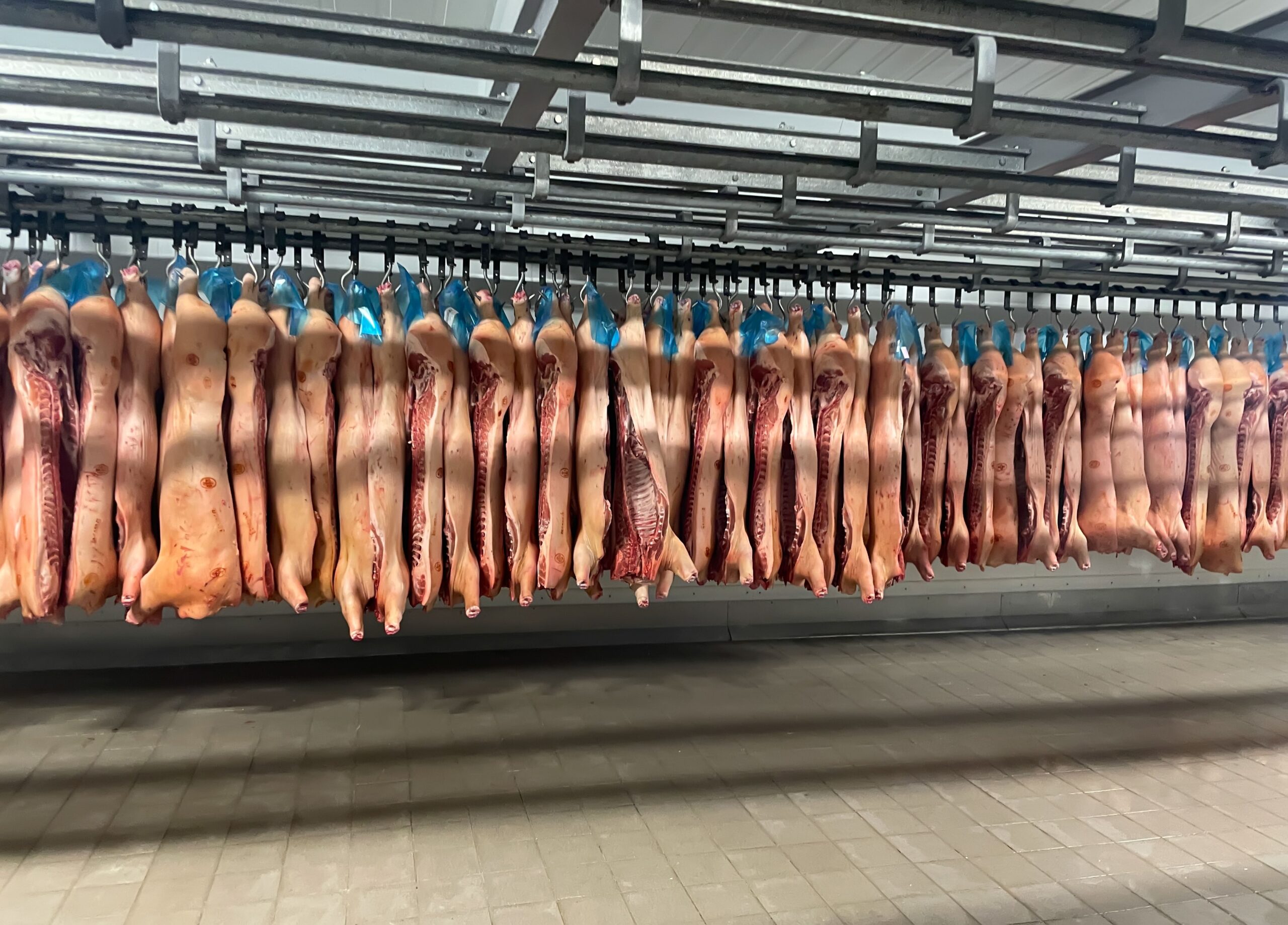 Svinjsko meso poskupelo 15 odsto nakon afričke kuge, cena tovljenika do 230 dinara – tržište svinjskog mesa