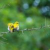 Two yellow birds perched on a branch surrounded by lush green background.