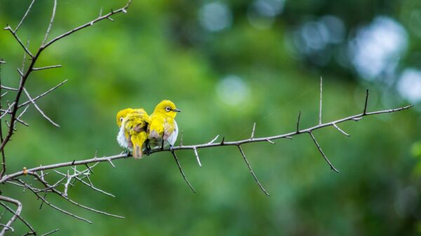 Two yellow birds perched on a branch surrounded by lush green background.