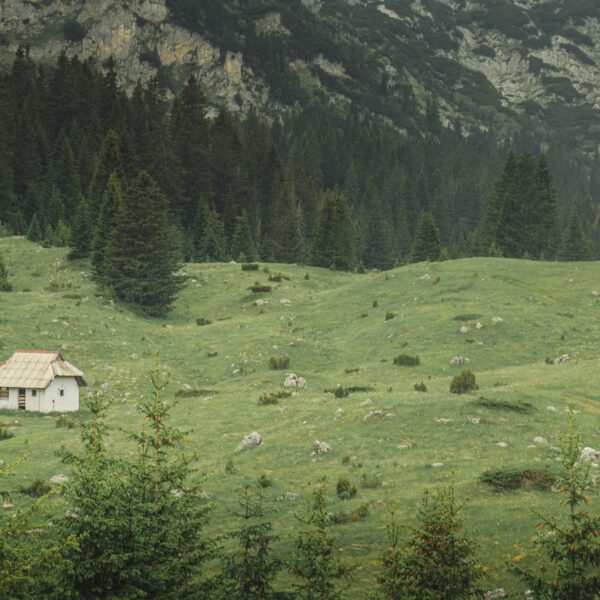 Vikendica na Tari oglašena za 60.000 evra uz veliki plac i šumu