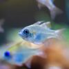 Vibrant close-up image of a threadfin cardinalfish swimming in an aquarium.