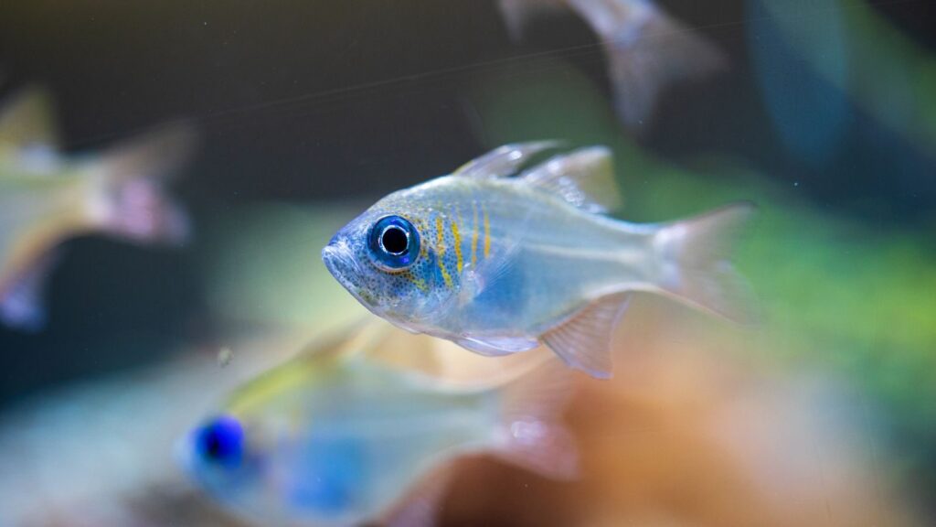 Vibrant close-up image of a threadfin cardinalfish swimming in an aquarium.