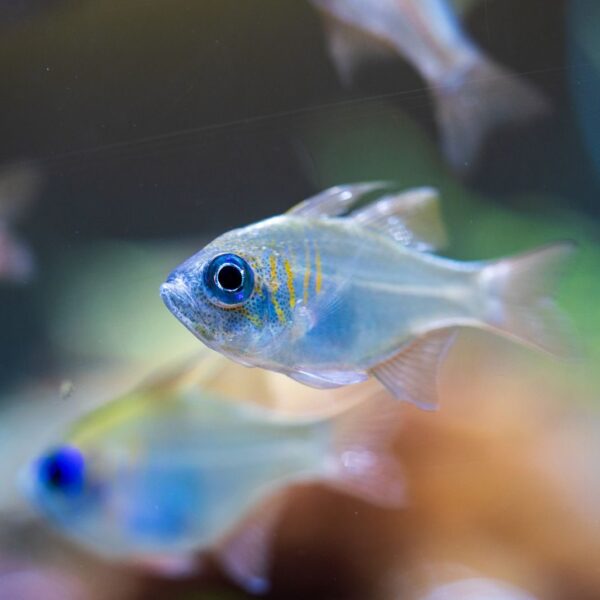 Vibrant close-up image of a threadfin cardinalfish swimming in an aquarium.
