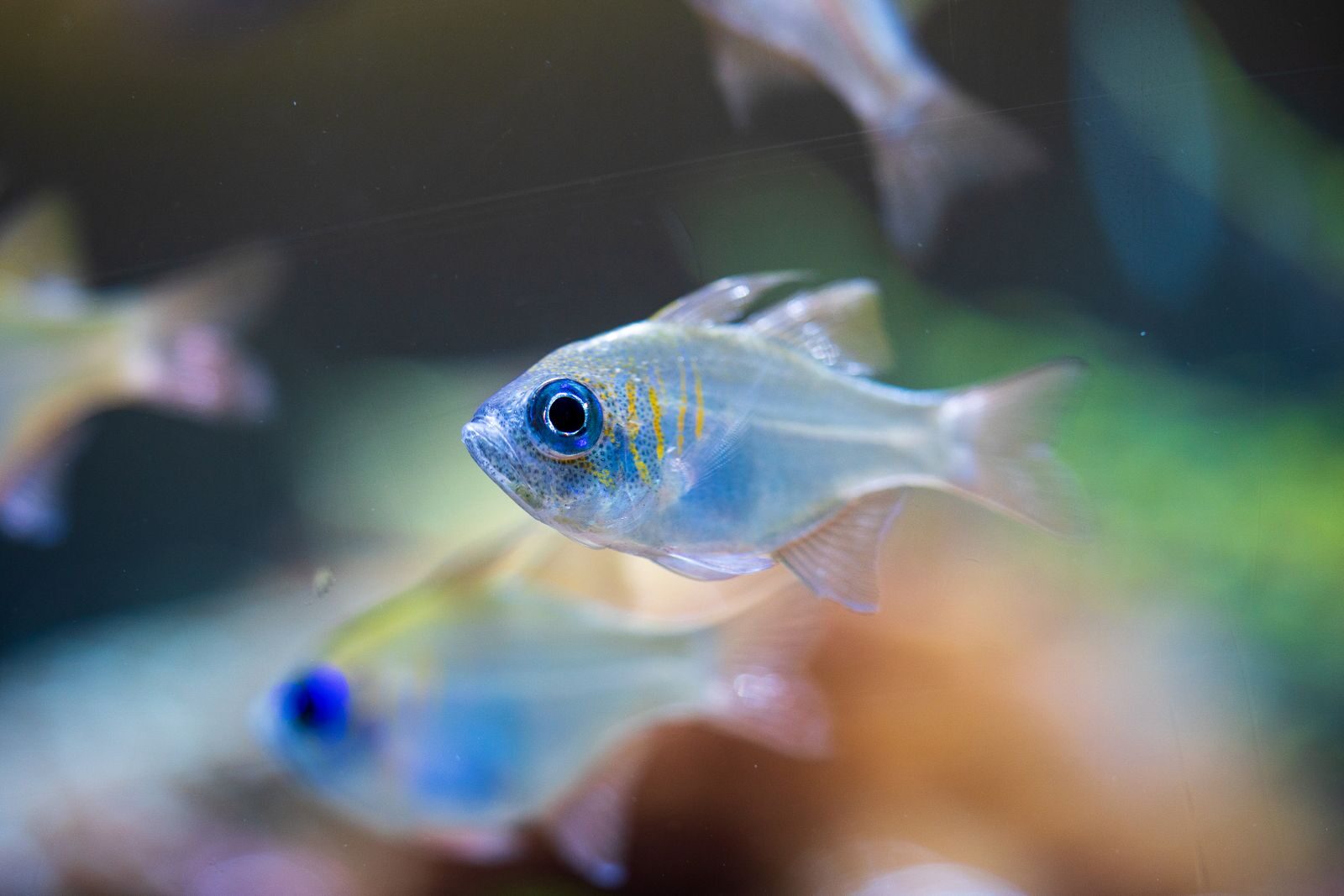 Vibrant close-up image of a threadfin cardinalfish swimming in an aquarium.