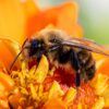 Macro shot of a bee collecting pollen from a vibrant orange flower, showcasing the beauty of nature.