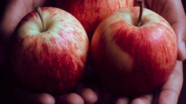 Close-up of hands gently holding three ripe red apples, perfect for healthy eating.