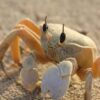 Close-up shot of a ghost crab on sandy beach under sunlight.
