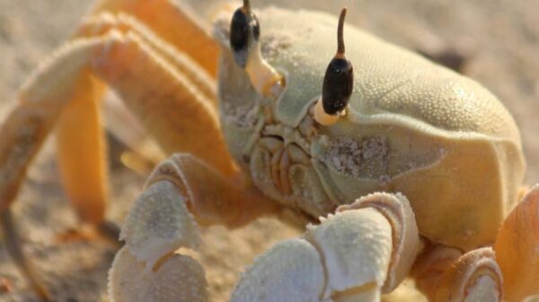 Close-up shot of a ghost crab on sandy beach under sunlight.
