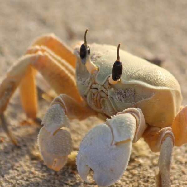 Close-up shot of a ghost crab on sandy beach under sunlight.