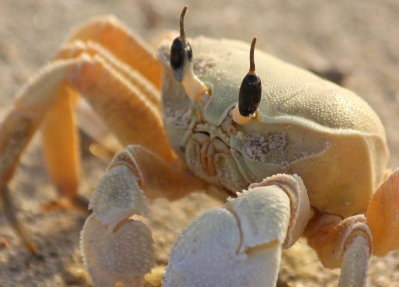 Close-up shot of a ghost crab on sandy beach under sunlight.