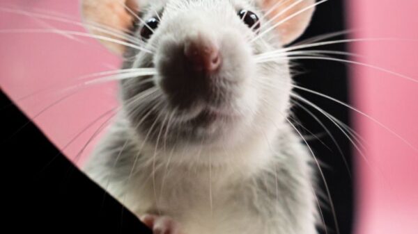 Adorable close-up of a curious domestic rat peeking over a ledge, showcasing its whiskers.