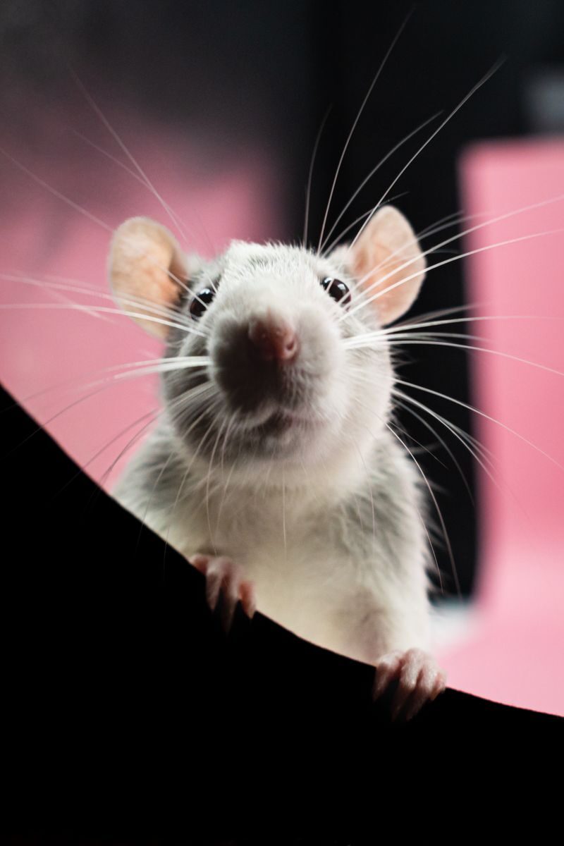 Adorable close-up of a curious domestic rat peeking over a ledge, showcasing its whiskers.