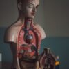Detailed anatomical torso models showcasing internal organs for educational purposes.