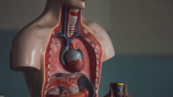 Detailed anatomical torso models showcasing internal organs for educational purposes.